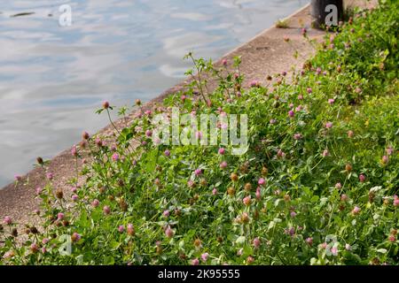 Rotklee (Trifolium pratense), wächst neben einer Schiffsanlegestelle, Deutschland Stockfoto