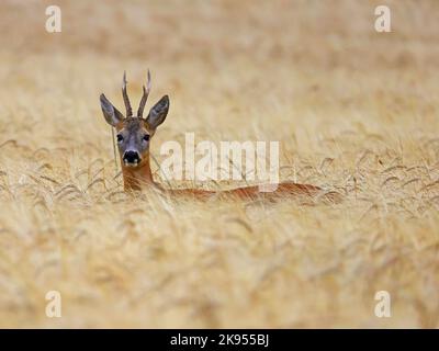 Rehe, Rehe, westliche Rehe, europäische Rehe (Capreolus capreolus), Böcke stehen im Getreidefeld und sichern, Deutschland Stockfoto