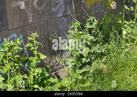 Gewöhnlicher Heckensenf, Hairy-Pod Heckensenf (Sisymbrium officinale), wächst an einer Wand, Deutschland Stockfoto