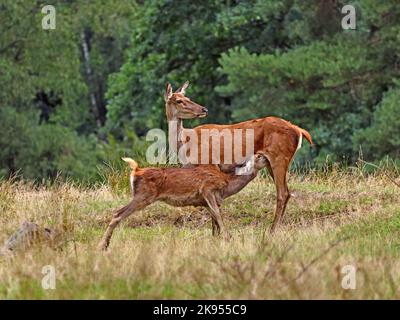 Rothirsch (Cervus elaphus), Hinterkopf saugt im Herbst auf einer Lichtung Rehkitz Stockfoto