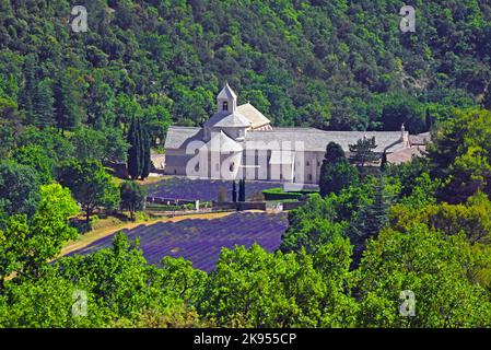 Englischer Lavendel (Lavandula angustifolia, Lavandula officinalis), Abtei Notre Dame de Senanque Ende juni mit Lavendelfeldern, Frankreich, Stockfoto