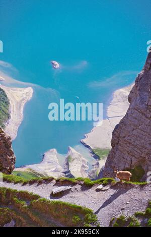 Steinbock (Capra Steinbock, Capra Steinbock Steinbock), in den Bergen über dem Lac de Roselend, Frankreich, Savoie, Beaufortain Stockfoto