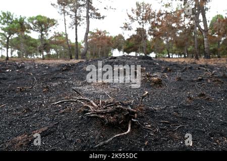 Verbranntes Gebiet nach Waldbrand, Frankreich, Bretagne, Erquy Stockfoto