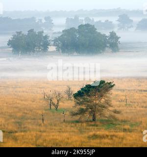 Heide im Nebel, Belgien, Antwerpen, Kalmthout, Kalmthoutse heide Stockfoto