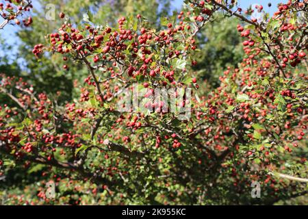 Crataegus monogyna, Weißdorn-Quiberghorn, Rosaceae. Eine wilde Pflanze schoss im Herbst. Stockfoto