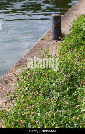 Rotklee (Trifolium pratense), wächst neben einer Schiffsanlegestelle, Deutschland Stockfoto