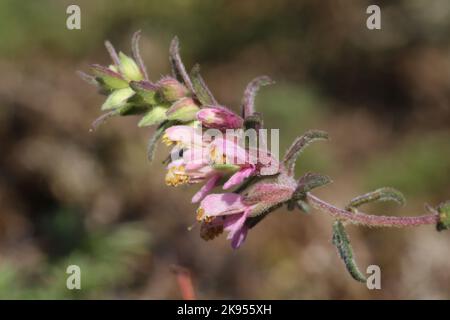 Odontites vulgaris, Odontites serotina, Orobanchaceae. Eine wilde Pflanze schoss im Herbst. Stockfoto