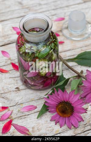 Purpursonnenblume, Ostersonnenwende, Purpursonnenwende (Echinacea purpurea, Rudbeckia purpurea, Brauneria purpurea), Hausgemachte Echinacea Stockfoto