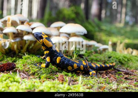 Europäischer Feuersalamander (Salamandra salamandra), großes Männchen in seinem Biotop vor Pilzgruppe, Deutschland, Bayern, Isental Stockfoto