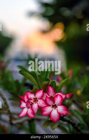 Eine vertikale Nahaufnahme von blühenden, leuchtend rosa Wüstenrosen Stockfoto