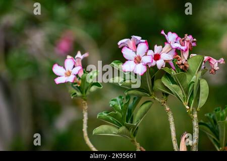 Eine Nahaufnahme von blühenden rosa Wüstenrosen Stockfoto