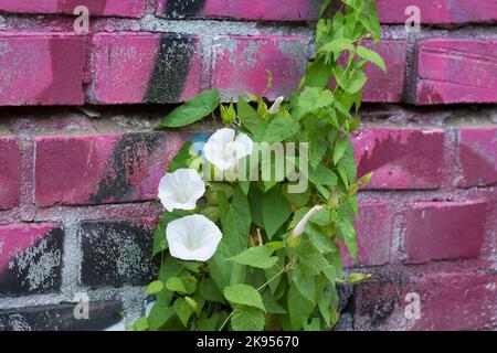 Bellbine, Hedge-Binderweed, Hedge-falsches Binderweed, Lady's-Nightcap, Rutland-Schönheit, Binnenkraut (Calystegia sepium, Convolvulus sepium), Klettern Stockfoto