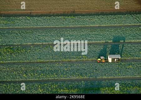 Ernte mit Traktor auf Gemüsefeld, Luftaufnahme, Belgien, Antwerpen, Kalmthout, Kalmthoutse heide Stockfoto