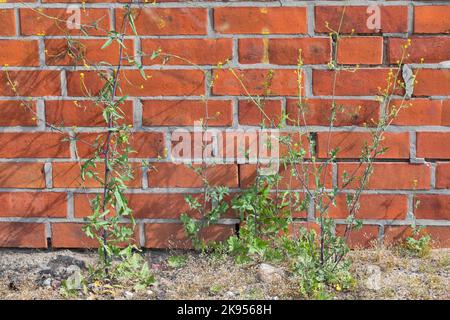 Gewöhnlicher Heckensenf, Hairy-Pod Heckensenf (Sisymbrium officinale), wächst im Kiesbett an einer Wand, Deutschland Stockfoto