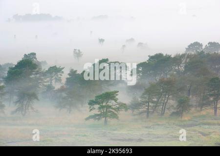 Nebel bedeckt die Heide, Luftaufnahme, Belgien, Antwerpen, Kalmthout, Kalmthoutse heide Stockfoto