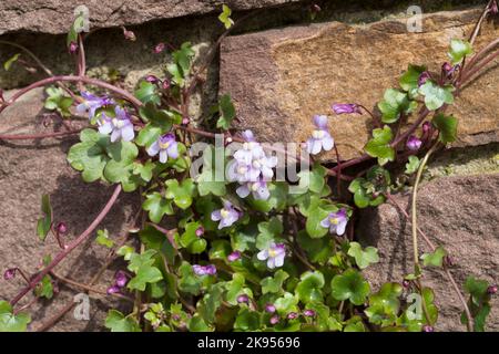 Kenilworth Efeu, Ivy-leaved Toadflax, Coliseum Efeu (Cymbalaria muralis, Linaria muralis), an einer Wand, Deutschland Stockfoto