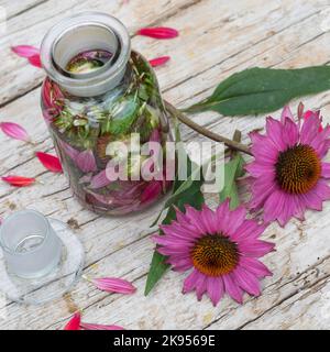 Purpursonnenblume, Ostersonnenwende, Purpursonnenwende (Echinacea purpurea, Rudbeckia purpurea, Brauneria purpurea), Hausgemachte Echinacea Stockfoto