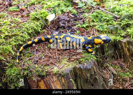 Europäischer Feuersalamander (Salamandra salamandra), großes Männchen in seinem Biotop, Deutschland, Bayern, Isental Stockfoto