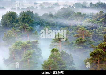 Nebel bedeckt den Kiefernwald, Luftaufnahme, Belgien, Antwerpen, Kalmthout, Kalmthoutse heide Stockfoto