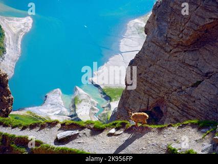 Steinbock (Capra Steinbock, Capra Steinbock Steinbock), in den Bergen über dem Lac de Roselend, Frankreich, Savoie, Beaufortain Stockfoto