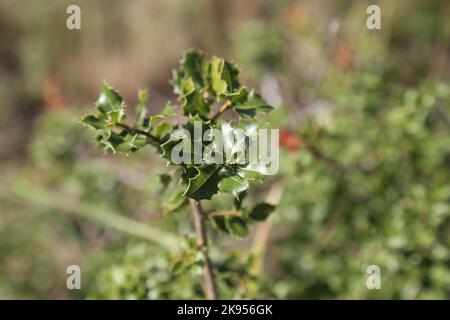 Quercus coccifera, Kermes Oak, Fagaceae. Eine wilde Pflanze schoss im Herbst. Stockfoto