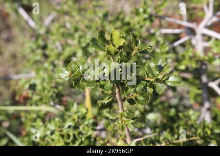 Quercus coccifera, Kermes Oak, Fagaceae. Eine wilde Pflanze schoss im Herbst. Stockfoto