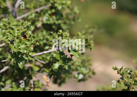 Quercus coccifera, Kermes Oak, Fagaceae. Eine wilde Pflanze schoss im Herbst. Stockfoto