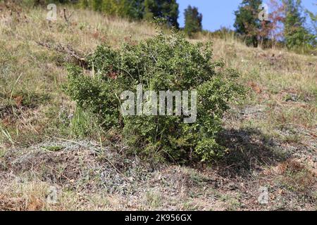 Quercus coccifera, Kermes Oak, Fagaceae. Eine wilde Pflanze schoss im Herbst. Stockfoto