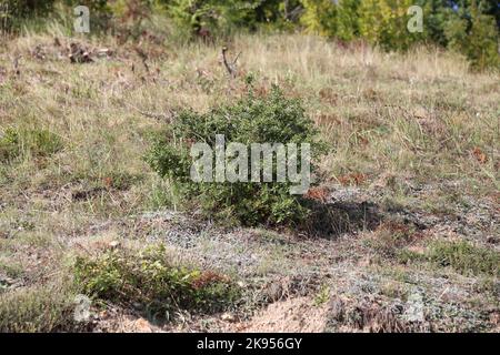 Quercus coccifera, Kermes Oak, Fagaceae. Eine wilde Pflanze schoss im Herbst. Stockfoto