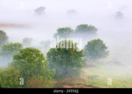 Nebel bedeckt die Heide, Luftaufnahme, Belgien, Antwerpen, Kalmthout, Kalmthoutse heide Stockfoto