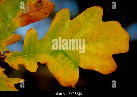 Gemeine Eiche, Stieleiche, Englische Eiche (Quercus robur, Quercus pedunculata), Herbsteiche, Deutschland, Nordrhein-Westfalen Stockfoto