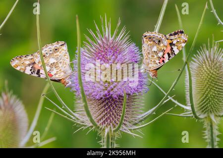 Gemalte Dame (Cynthia cardui, Vanessa cardui, Pyramis cardui), zwei gemalte Damen saugen Nektar aus wildem Teelöffel, Deutschland, Bayern, Isental Stockfoto