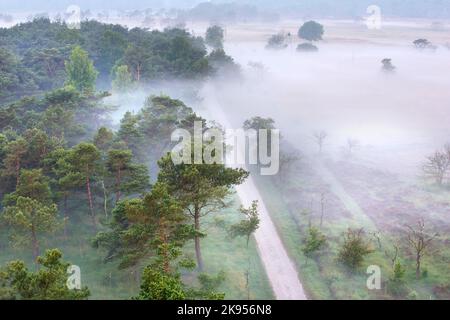 Nebel bedeckt die Heide, Luftaufnahme, Belgien, Antwerpen, Kalmthout, Kalmthoutse heide Stockfoto