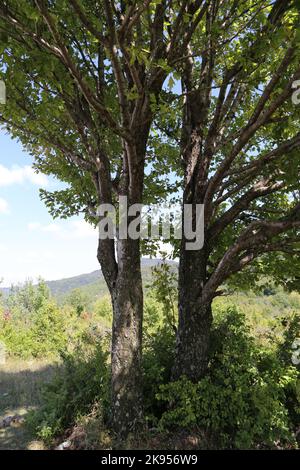 Sorbus torminalis, Wild Service Tree, Rosaceae. Eine wilde Pflanze schoss im Herbst. Stockfoto