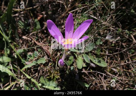 Colchicum autumnale, Herbstcrocus, Wiesensafran, Colchicaceae. Eine wilde Pflanze schoss im Herbst. Stockfoto