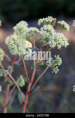 Hylotephium Maximum, Sedum Maximum, Crassulaceae. Eine wilde Pflanze schoss im Herbst. Stockfoto