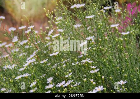 Grasland-Style und weicher Fokus. Blumenfeld. Wilde Blume auf der Wiese im sonnigen Sommer. Stockfoto