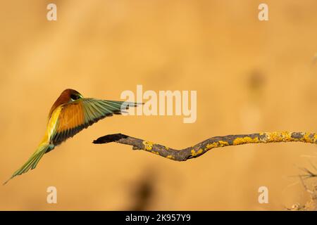 Ein süßer europäischer Bienenfresser, der auf einem Zweig landet, der auf einem verschwommenen Hintergrund isoliert ist Stockfoto
