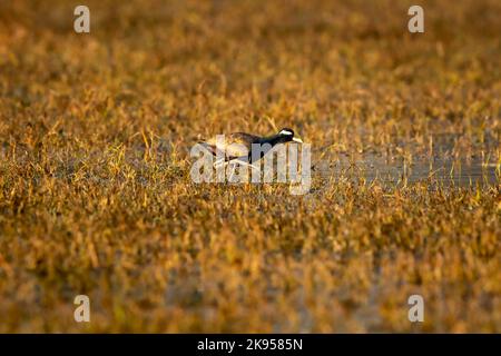 Bronze geflügelte Jacana oder Metopidius indicus Porträt in Feuchtgebiet von keoladeo ghana Nationalpark oder bharatpur Vogelschutzgebiet rajasthan indien asien Stockfoto