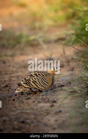 Bemalter Sandhuhn oder Pterocles indicus männlicher Vogel Nahaufnahme oder Porträt auf natürlichem grünem Hintergrund im ranthambore National Park Forest Reserve india Stockfoto