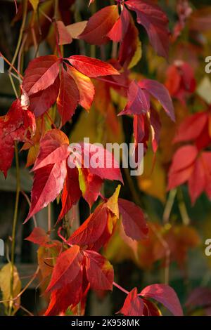 Virginia Creeper (Parthenocissus quinquefolia) wächst eine Hauswand in Yorkshire auf. Das Bild zeigt die Kletterpflanze in Herbstfarbe. Stockfoto