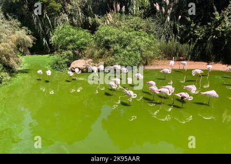 Eine Gruppe rosa afrikanischer Flamingos (Phoenicopterus), die im grünen Wasser stehen Stockfoto