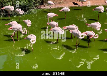 Eine Herde rosa afrikanischer Flamingos (Phoenicopterus), die im grünen Wasser stehen Stockfoto