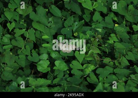 Junonia atlites, die graue Stiefmütterchen, ist eine Pflanzenart aus der Gattung der nymphalid Schmetterling in Südasien gefunden. Stockfoto