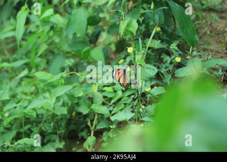 Monarch Danaus plexippus, Schmetterling in der Natur Lebensraum. Schönes Insekt aus Mexiko. Schmetterling im grünen Wald. Stockfoto