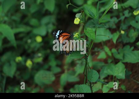 Monarch Danaus plexippus, Schmetterling in der Natur Lebensraum. Schönes Insekt aus Mexiko. Schmetterling im grünen Wald. Stockfoto