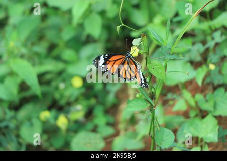 Monarch Danaus plexippus, Schmetterling in der Natur Lebensraum. Schönes Insekt aus Mexiko. Schmetterling im grünen Wald. Stockfoto