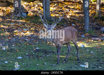 Ein junges Rotwild mit einem großen Geweih, das im Herbst in Kanada im Wald spaziert Stockfoto