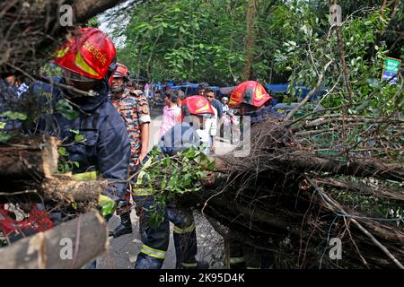 Aufgrund der böigen Winde des Zyklons Sitrang wurden große und kleine Bäume in verschiedenen Teilen der Hauptstadt entwurzelt, was zu Störungen für Fußgänger und führte Stockfoto