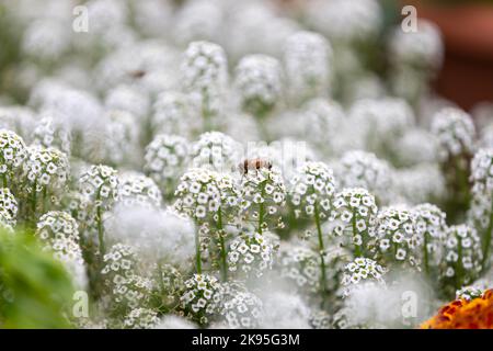 Ringelblume in der Mitte des Feldes von Lobularia maritima Stockfoto